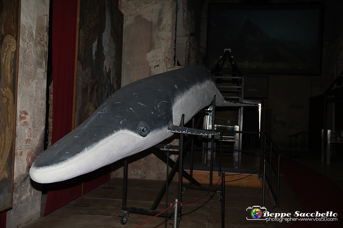 VBS_9541 - Museo Paleontologico - Asti.jpg